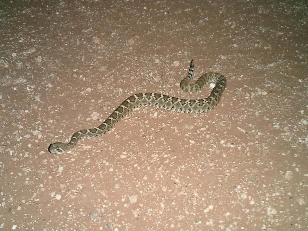 juv C. atrox new mexico [416 Kb]